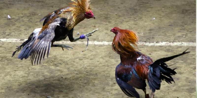 Đá gà online trực tuyến 2025