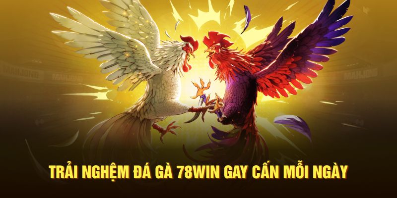 Trải nghiệm đá gà 78win gây cấn mỗi ngày